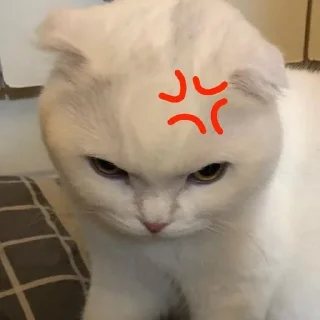 😡-Cats by @stkckers @Unfunnyhooman, Telegram Sticker