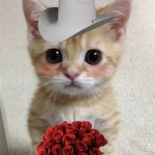 🌹-Cats by @stkckers @Unfunnyhooman, Telegram Sticker