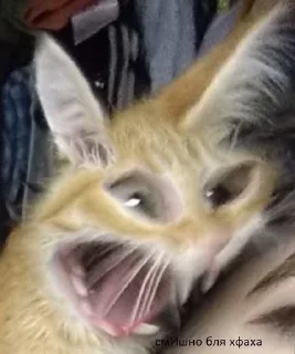 😡-Cats by @stkckers @Unfunnyhooman, Telegram Sticker