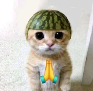 🍉-Cats by @stkckers @Unfunnyhooman, Telegram Sticker