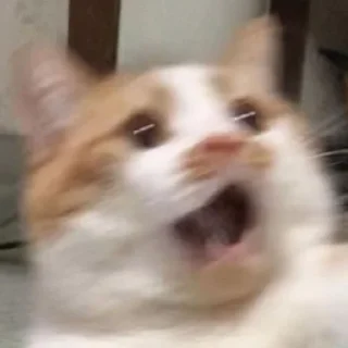 😱-Cats by @stkckers @Unfunnyhooman, Telegram Sticker