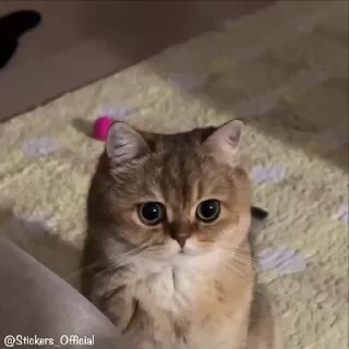 🥲-@Stickers_official | reels, Telegram Sticker