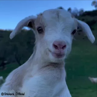 😍-@Stickers_official | reels, Telegram Sticker