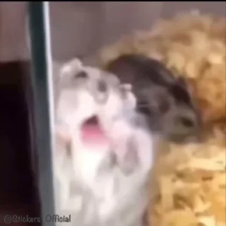 🤪-@Stickers_official | reels, Telegram Sticker