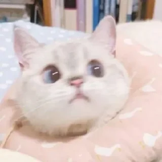 🌟-bacot lo anjg :: @fStikBot, Telegram Sticker