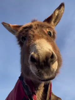 👀-Rohan :: @fStikBot, Telegram Sticker