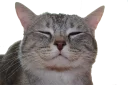 🐈-Russian Realities, Telegram Sticker