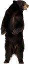 🐻-Russian Realities, Telegram Sticker