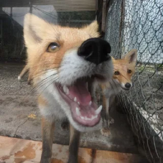 😧-Fox, Telegram Sticker