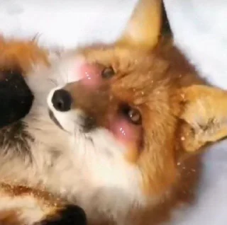🫣-Fox, Telegram Sticker