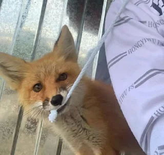 😎-Fox, Telegram Sticker