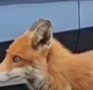 😳-Fox, Telegram Sticker
