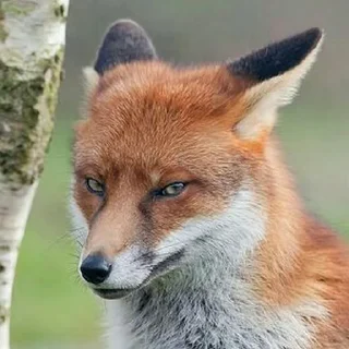😒-Fox, Telegram Sticker