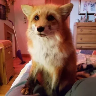 😢-Fox, Telegram Sticker