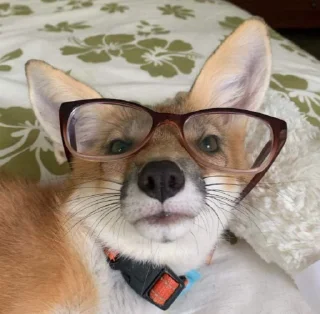 🤓-Fox, Telegram Sticker