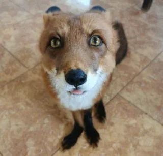😛-Fox, Telegram Sticker