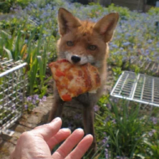🍕-Fox, Telegram Sticker