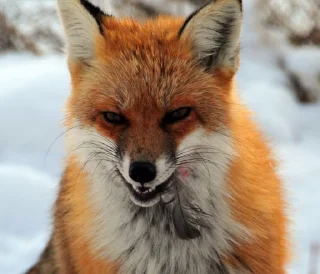 😈-Fox, Telegram Sticker