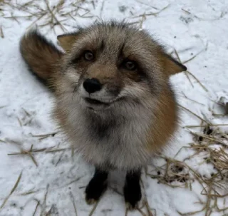🙂-Fox, Telegram Sticker