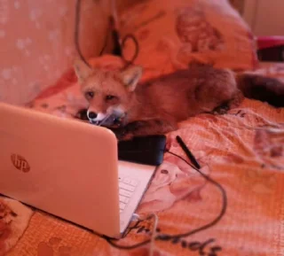 🧑‍💻-Fox, Telegram Sticker