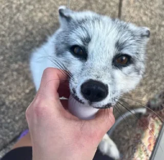 🥴-Fox, Telegram Sticker