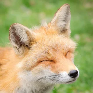 ☺️-Fox, Telegram Sticker