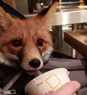 🙂-Fox, Telegram Sticker