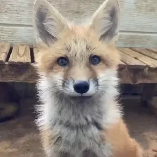 Fox