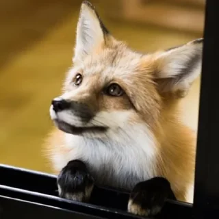 🙂-Fox, Telegram Sticker