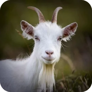 🌟-goats sheep, Telegram Sticker