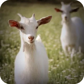 🌟-goats sheep, Telegram Sticker