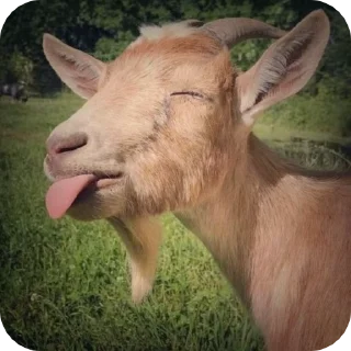 🌟-goats sheep, Telegram Sticker