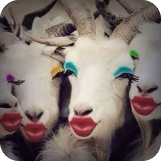 🌟-goats sheep, Telegram Sticker