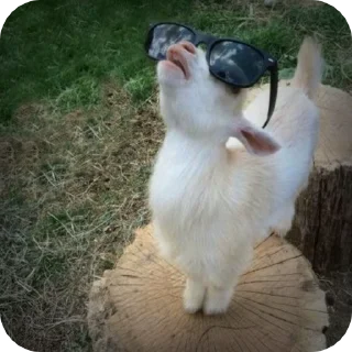 🌟-goats sheep, Telegram Sticker