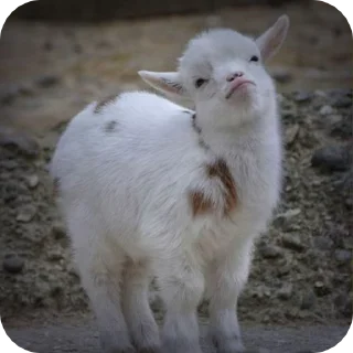 🌟-goats sheep, Telegram Sticker
