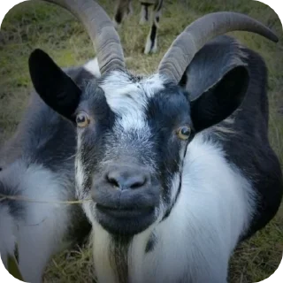 🌟-goats sheep, Telegram Sticker