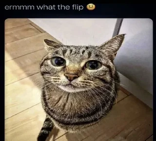 🙀-@kapechto type of shit i been on recently, Telegram Sticker