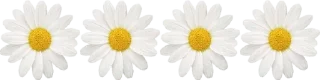 💗-@SANIORA1 ملصقآت سينو ² ‍ ٠, Telegram Sticker