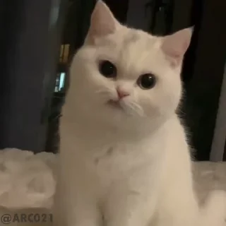 😿-حقوقي @K_0_0_0, Telegram Sticker