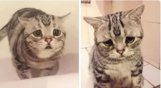 😔-Random stickers, Telegram Sticker
