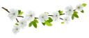 🌹-فواصل, Telegram Sticker
