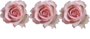 🌹-فواصل, Telegram Sticker