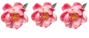 🌹-فواصل, Telegram Sticker