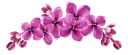 🌹-فواصل, Telegram Sticker