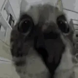 🙀-Сюдасюдасюда, Telegram Sticker