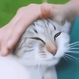🐈-Сюдасюдасюда, Telegram Sticker