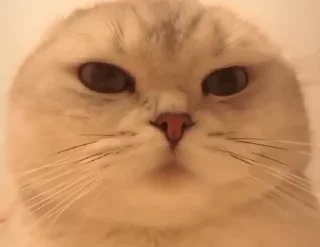 😼-Сюдасюдасюда, Telegram Sticker