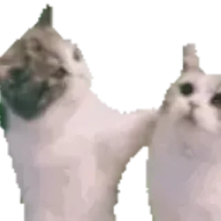 😽-Сюдасюдасюда, Telegram Sticker