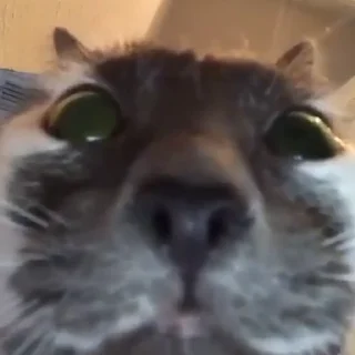 😳-Сюдасюдасюда, Telegram Sticker