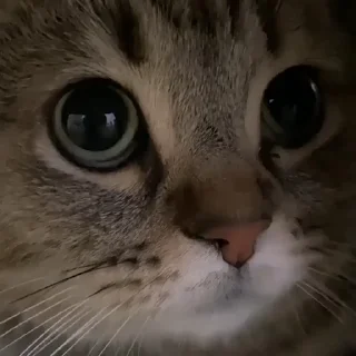 😾-Сюдасюдасюда, Telegram Sticker